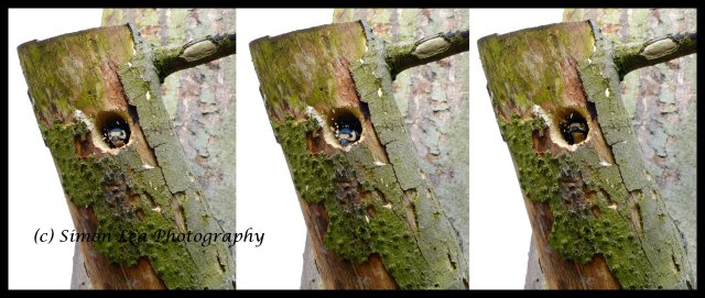 Greater spotted woodpecker nest building FINAL